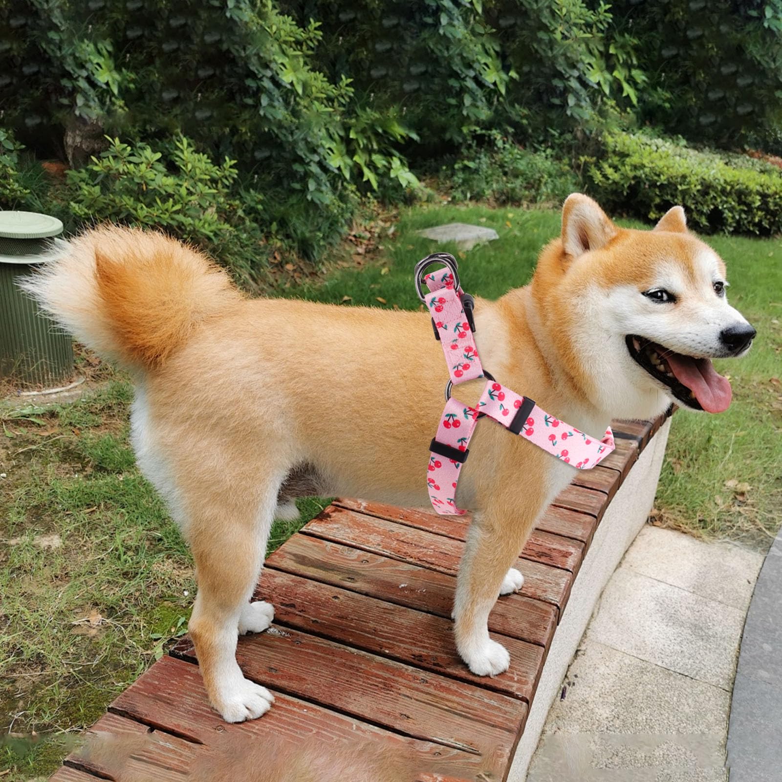 Correa para perro QQPETS de 5 pies en color rosa Sakura