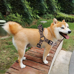 QQPETS correa para perro de 5 pies, perfecta para caminatas seguras.