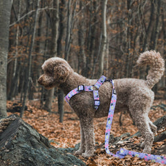 QQPETS correa para perro de cinco pies para paseos cómodos.