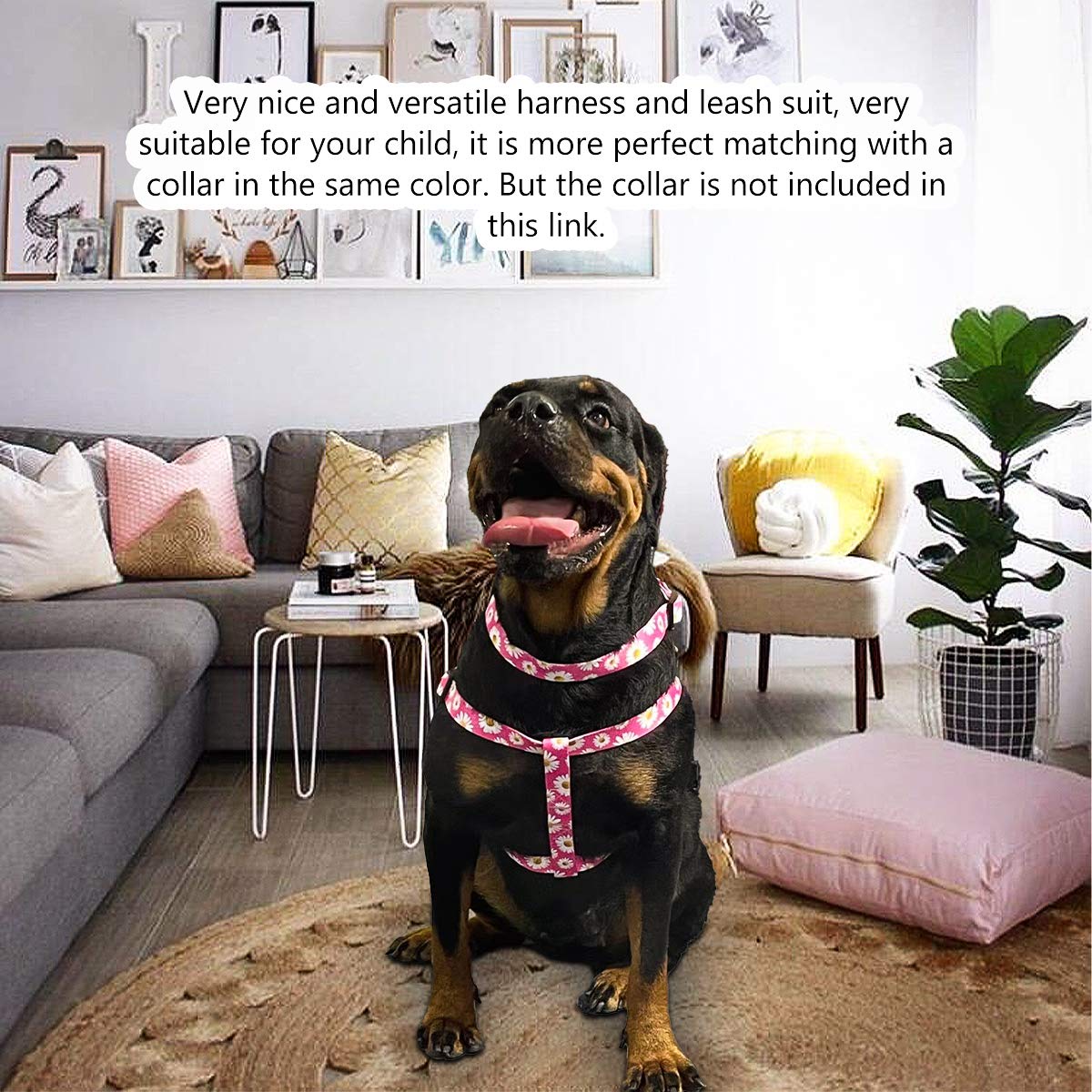 QQPETS diseño anti-enredos para paseos sin complicaciones.