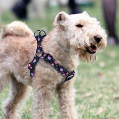 QQPETS diseño con patrón moderno para perro durante el paseo.