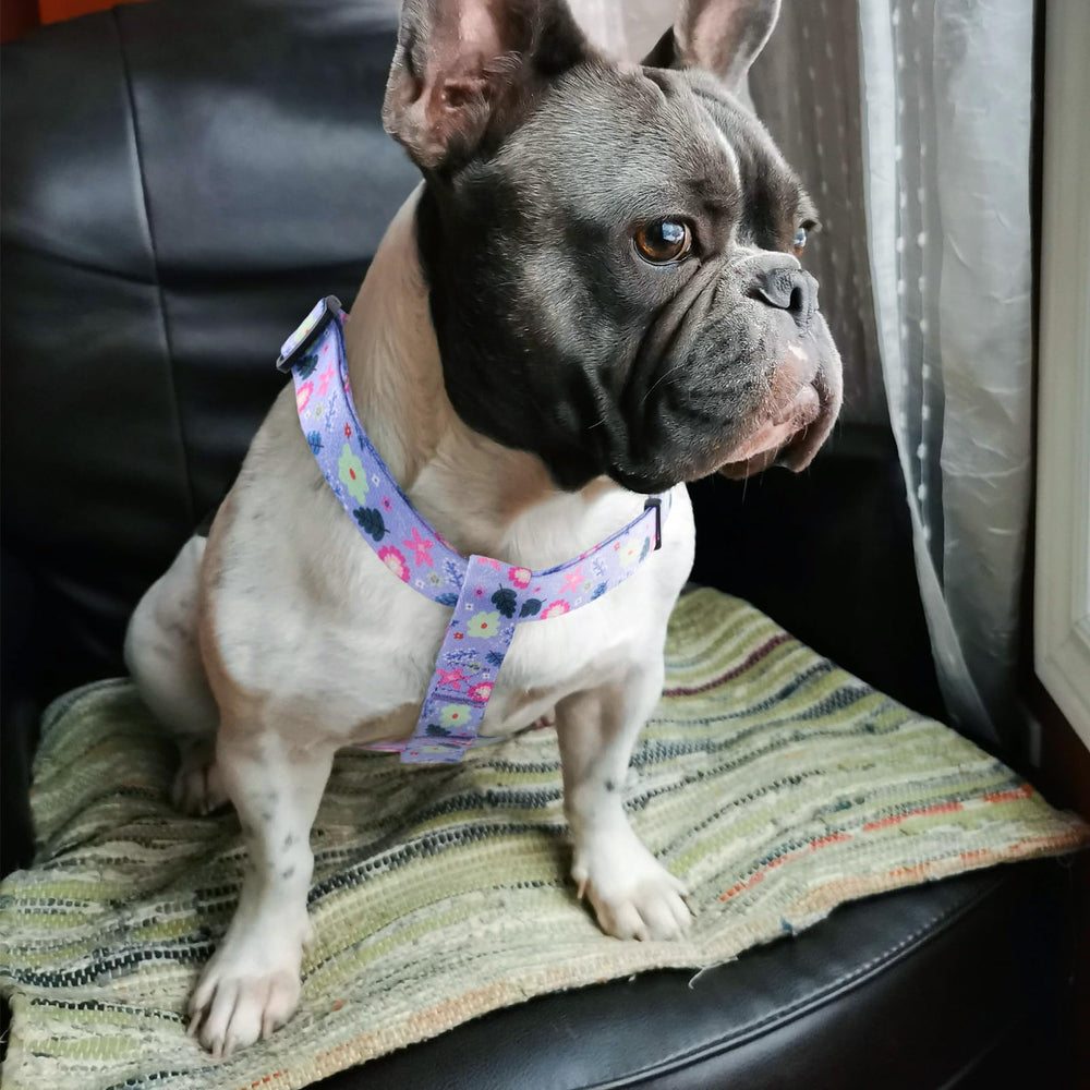 QQPETS escena de paseo con arnés y correa para perros.