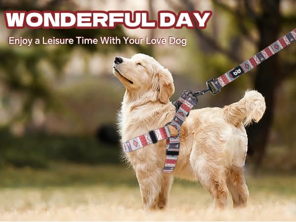 QQPETS conjunto ideal para caminatas diarias en todas las edades.