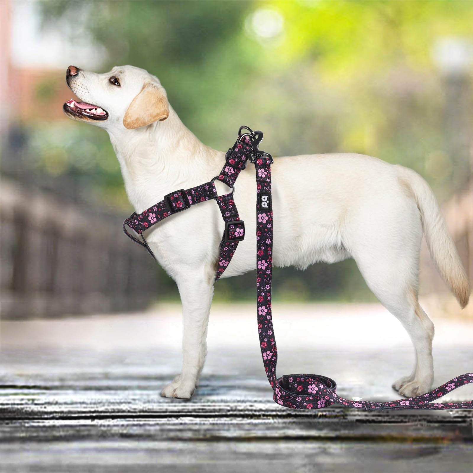 QQPETS tallas variadas para perros pequeños, medianos y grandes.