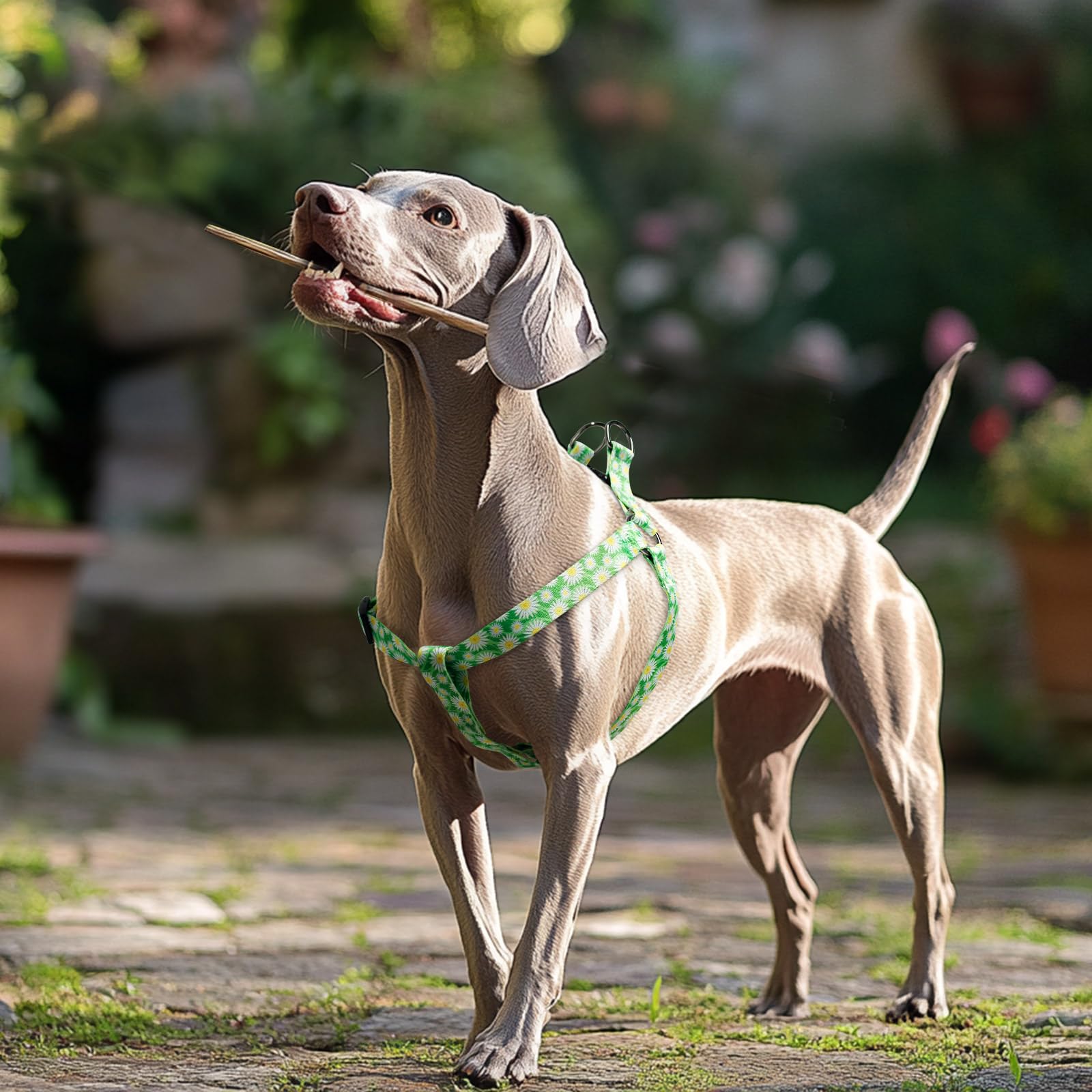 QQPETS tallas XS a L para perros pequeños a grandes.