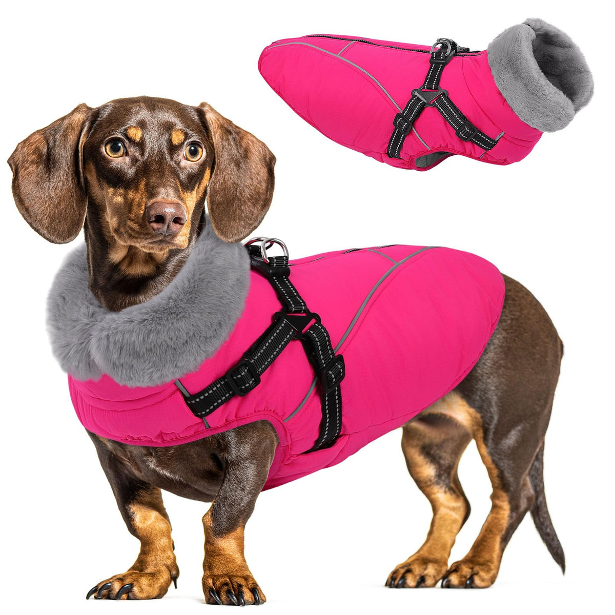Queenmore capa para perro frontal muestra protección cálida para paseos diarios