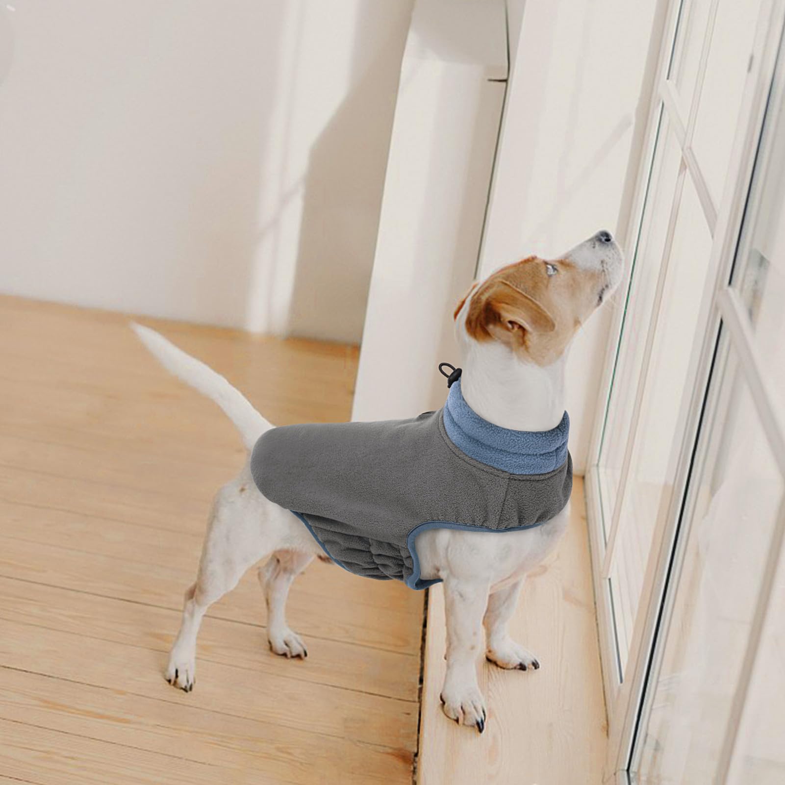 Queenmore chaleco gato perro, uso cómodo en casa.