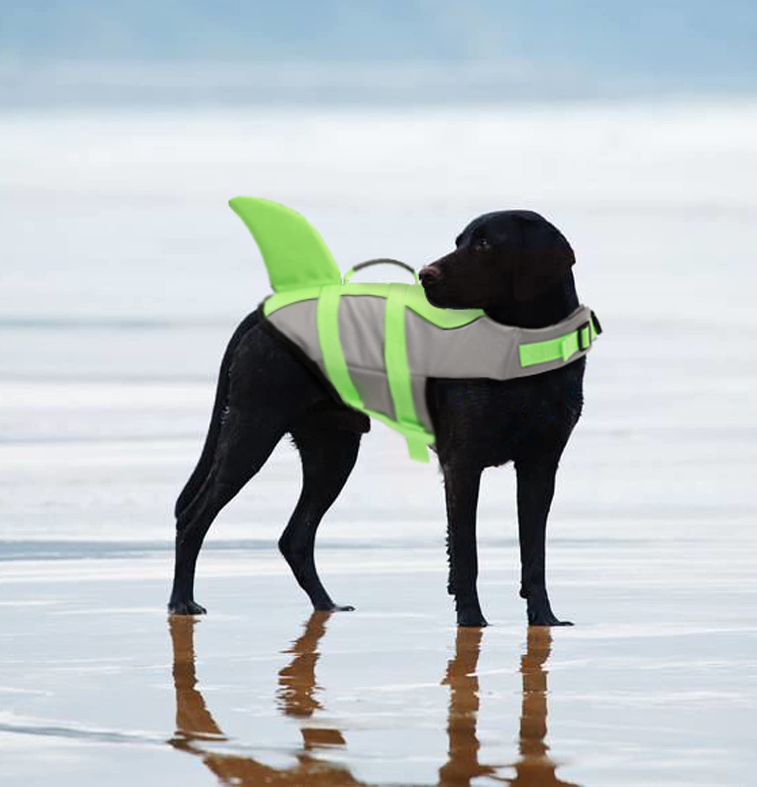 Tallas XS a XXL del chaleco Queenmore para perros