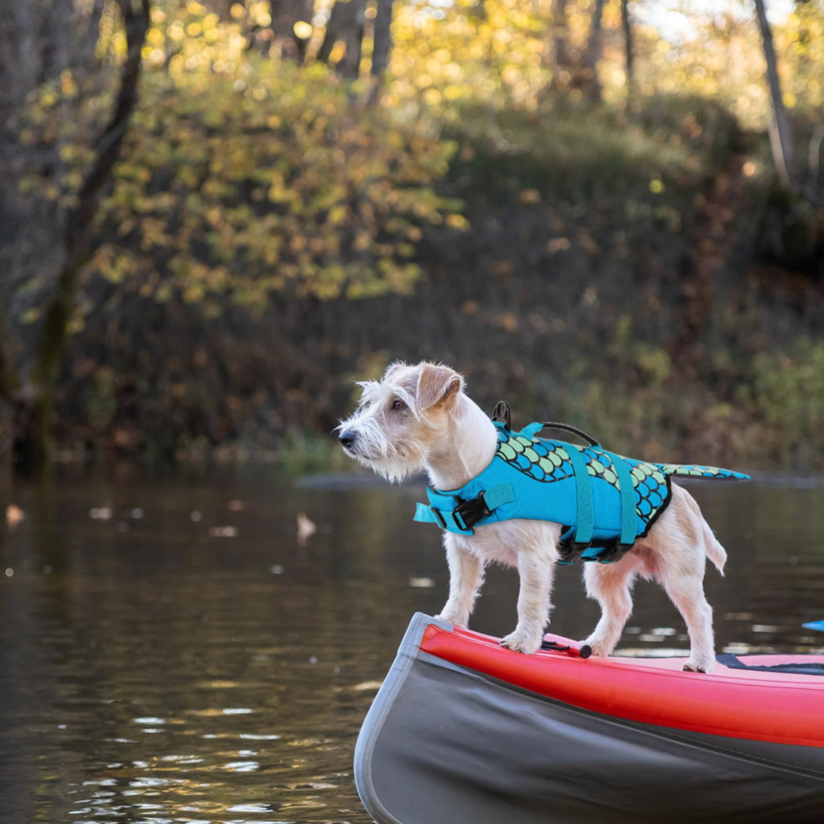 Uso en paseos con chaleco salvavidas para perro Queenmore