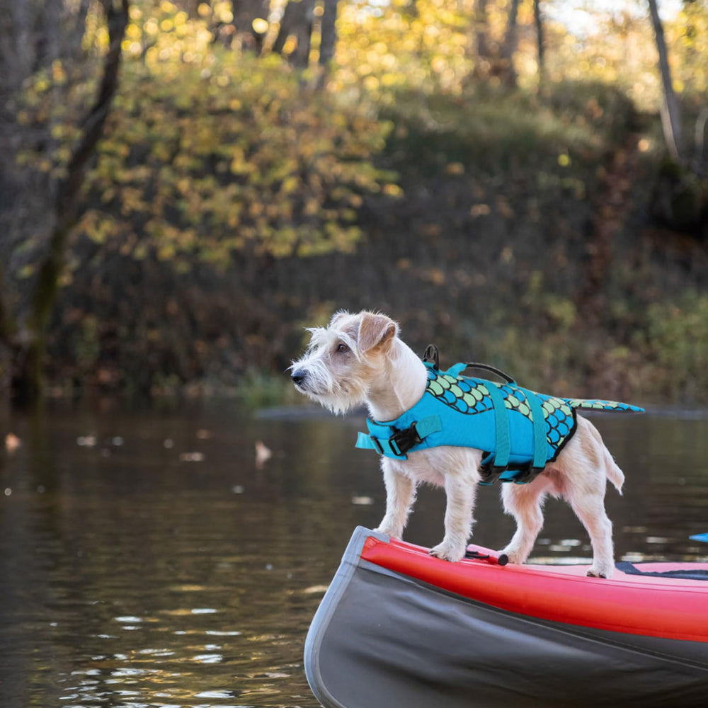 Uso en paseos con chaleco salvavidas para perro Queenmore