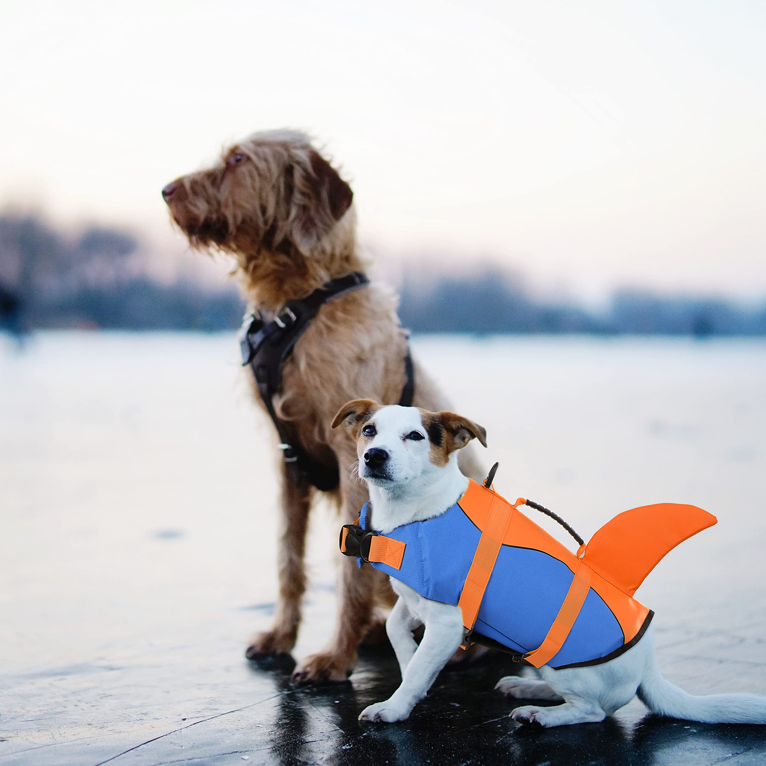 Chaleco Queenmore en colores contrastantes para localizar al perro en el agua.