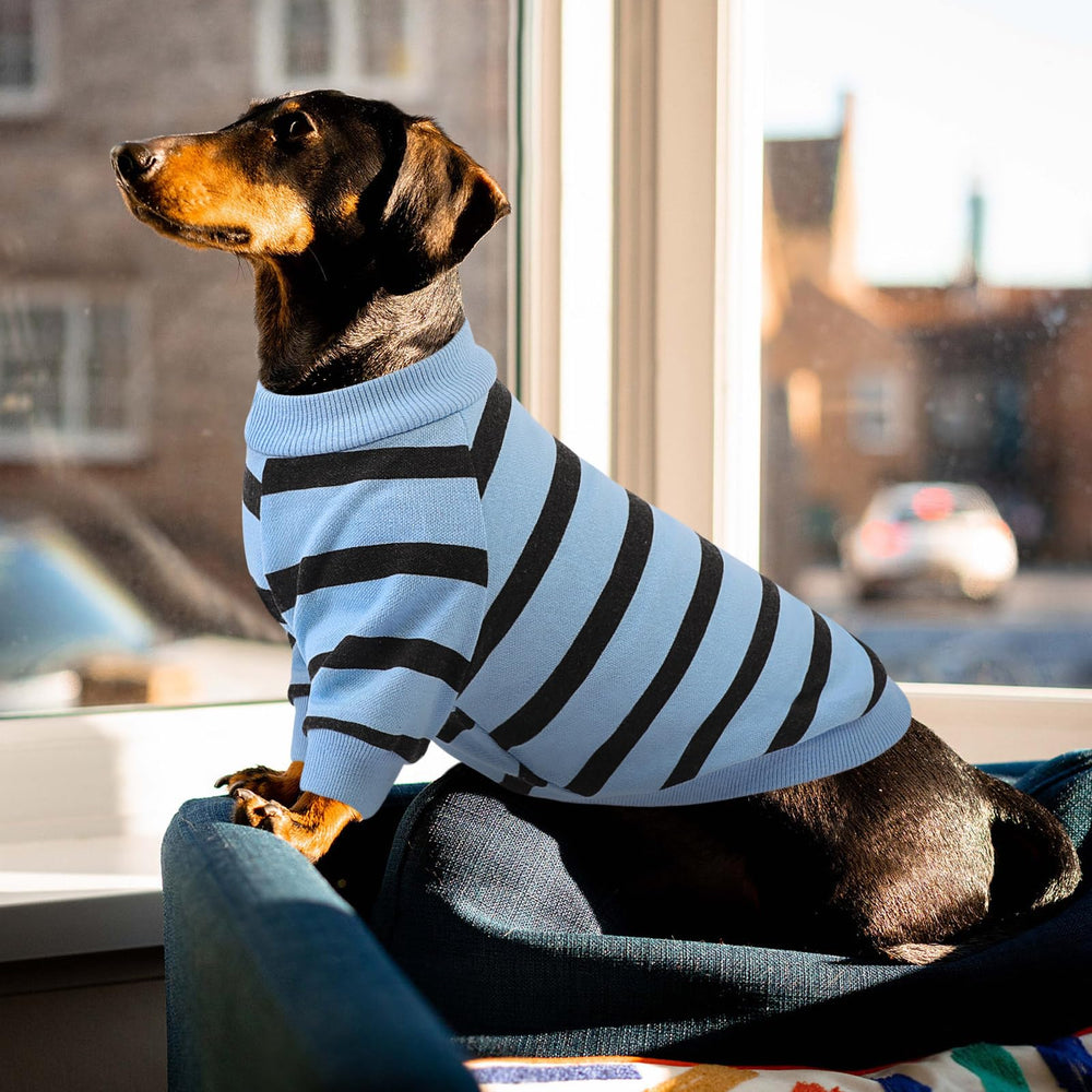 Queenmore look-coordinado: combina con collar y arnés para cualquier ocasión.