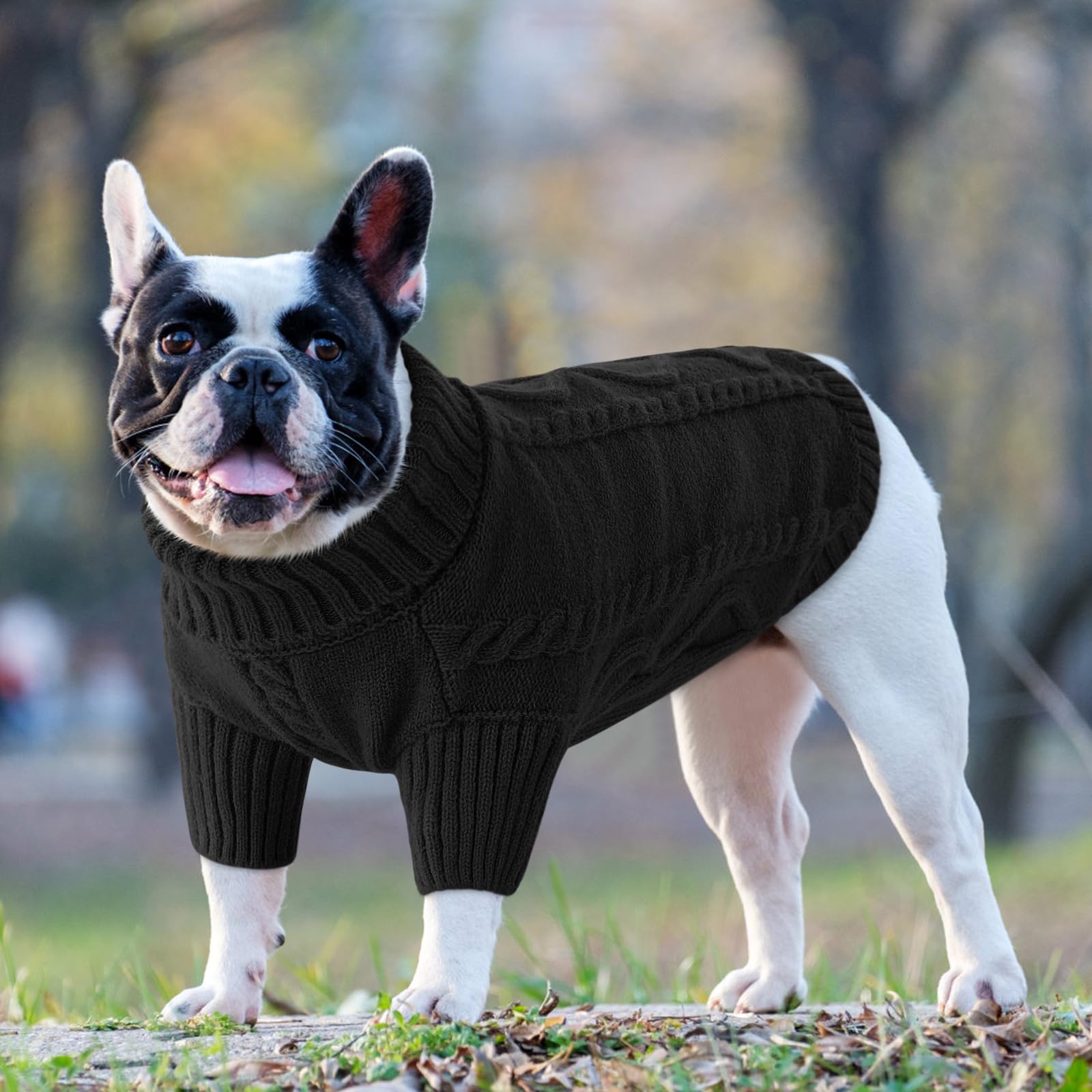 Queenmore modelo casual para perros pequeños, uso diario en casa y parque.