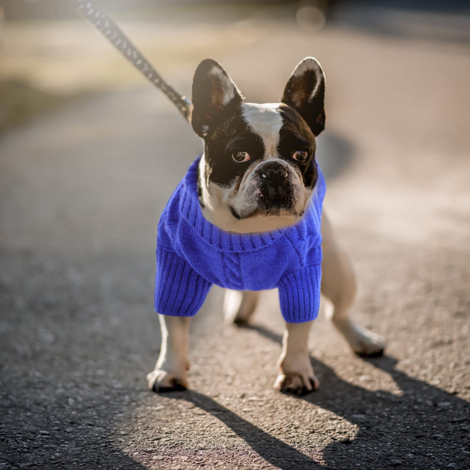 Queenmore ideal para perros pequeños como chihuahua y razas