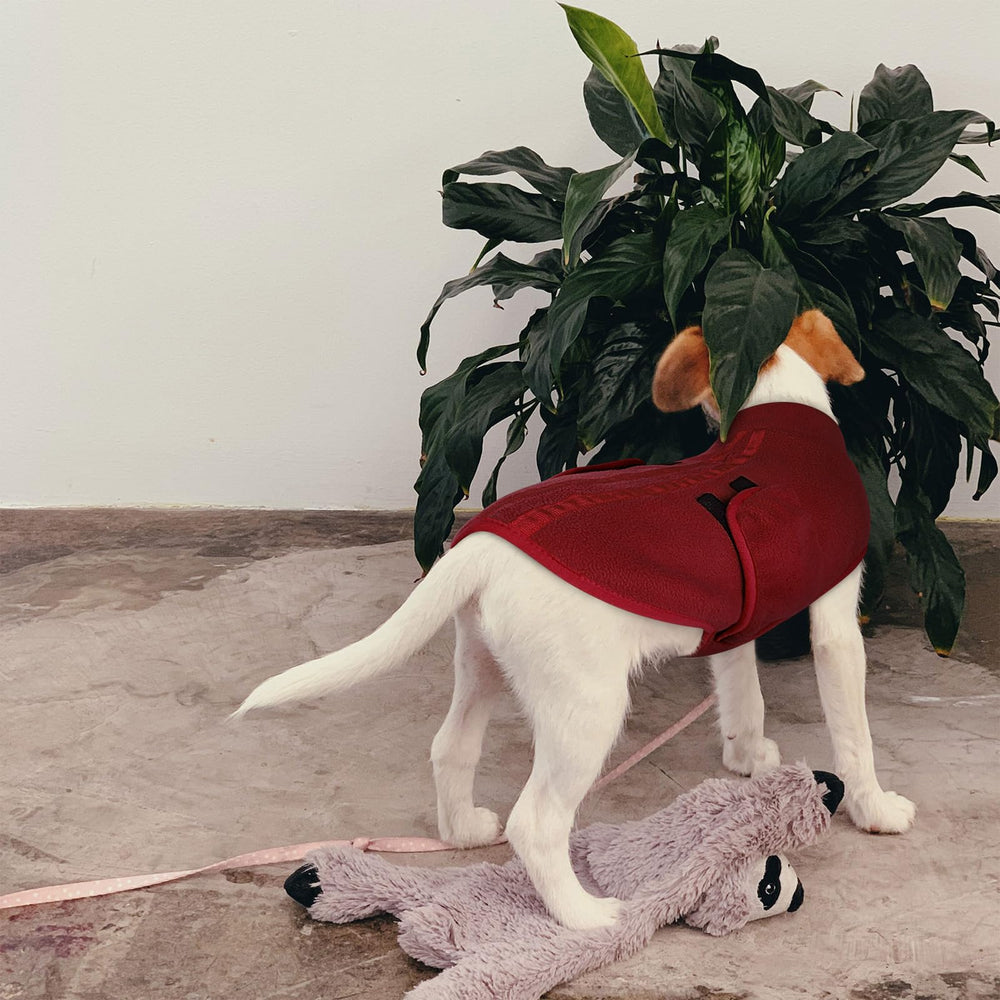 Queenmore suéter de felpa suave, ideal para gatos y perros pequeños.