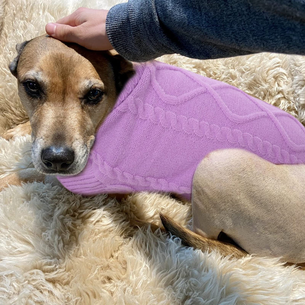 Diseño clásico de Queenmore para perros pequeños, estilo diario y práctico