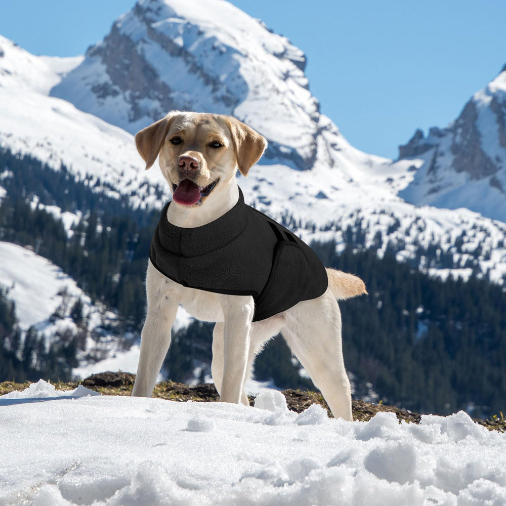 Queenmore XL sudadera perro ajuste abdomen amplio y cómodo