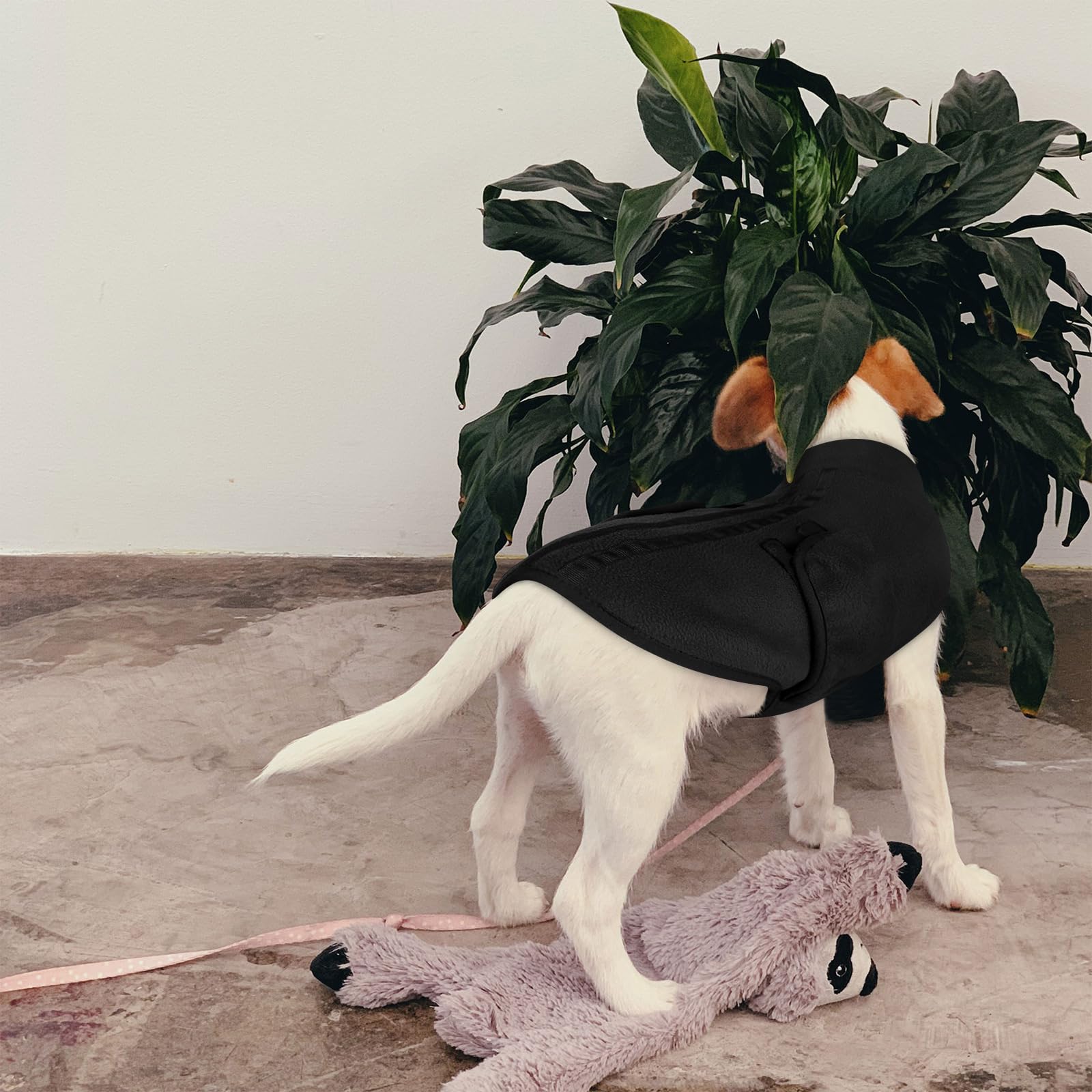 Queenmore XL sudadera perro diseño con cintas dorso: estilo cálido