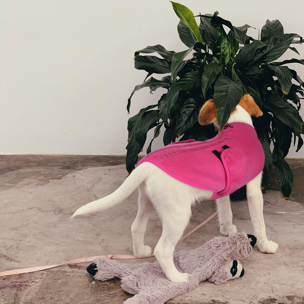 Queenmore XXS apto para gatos y perros pequeños con calor