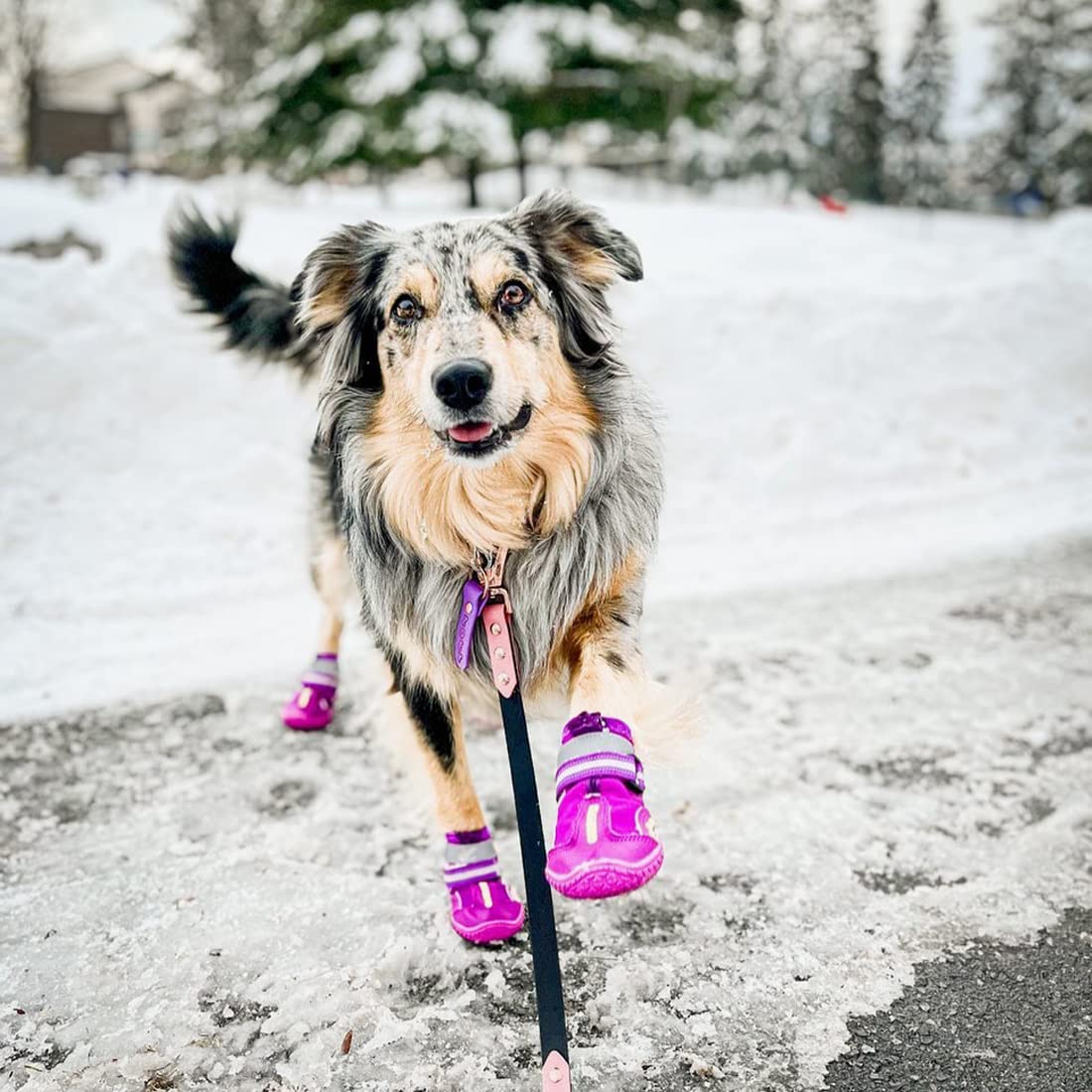 QUMY zapatos caninos con diseño-lindo para paseos diarios