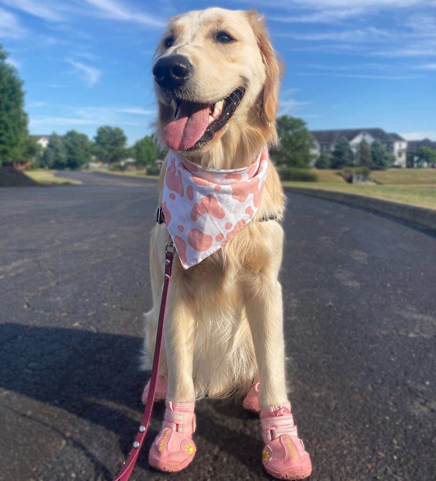 QUMY zapatos para perro grande, diseño cómodo para uso interior y exterior