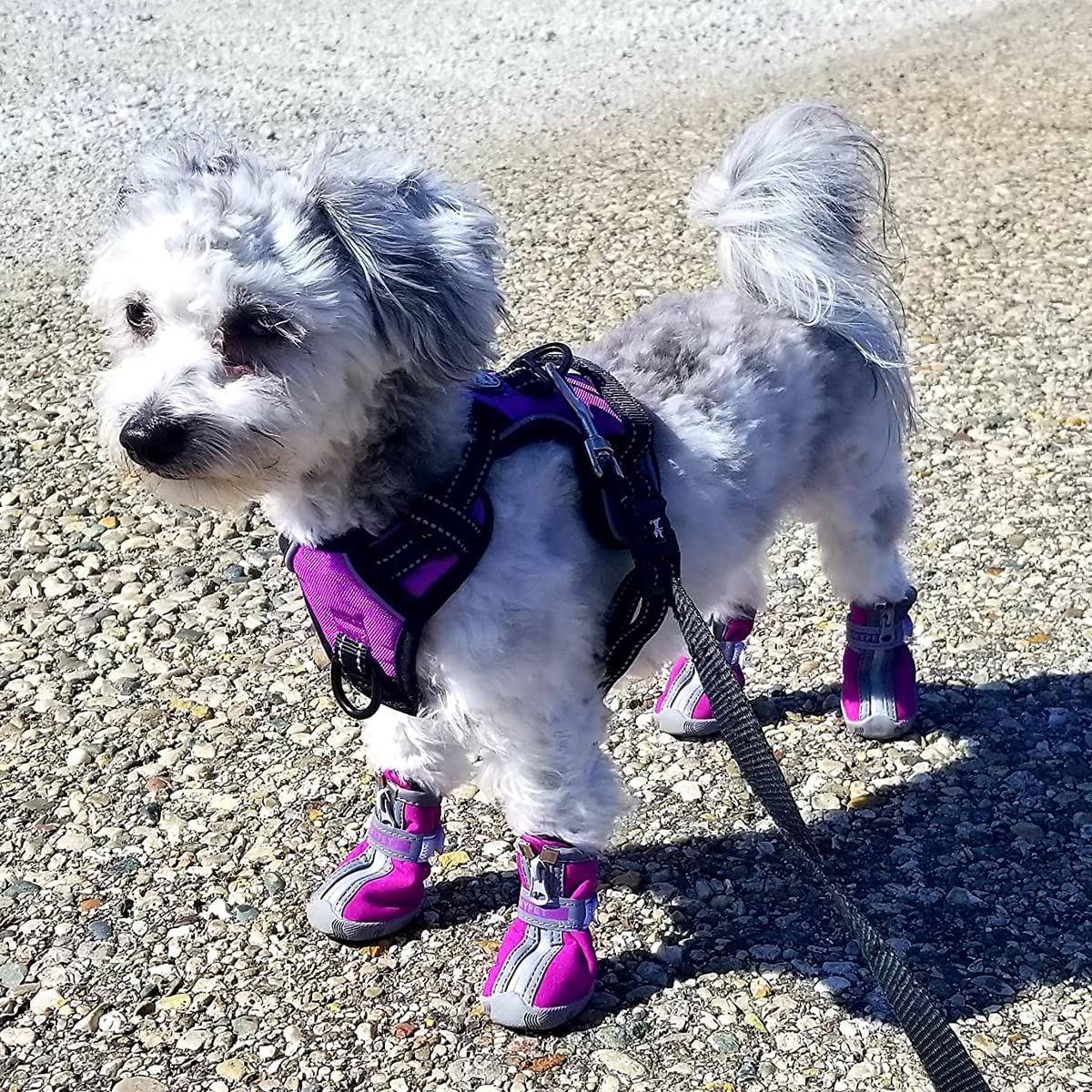 QUMY zapato para perro pequeño aptos para senderismo y uso exterior.