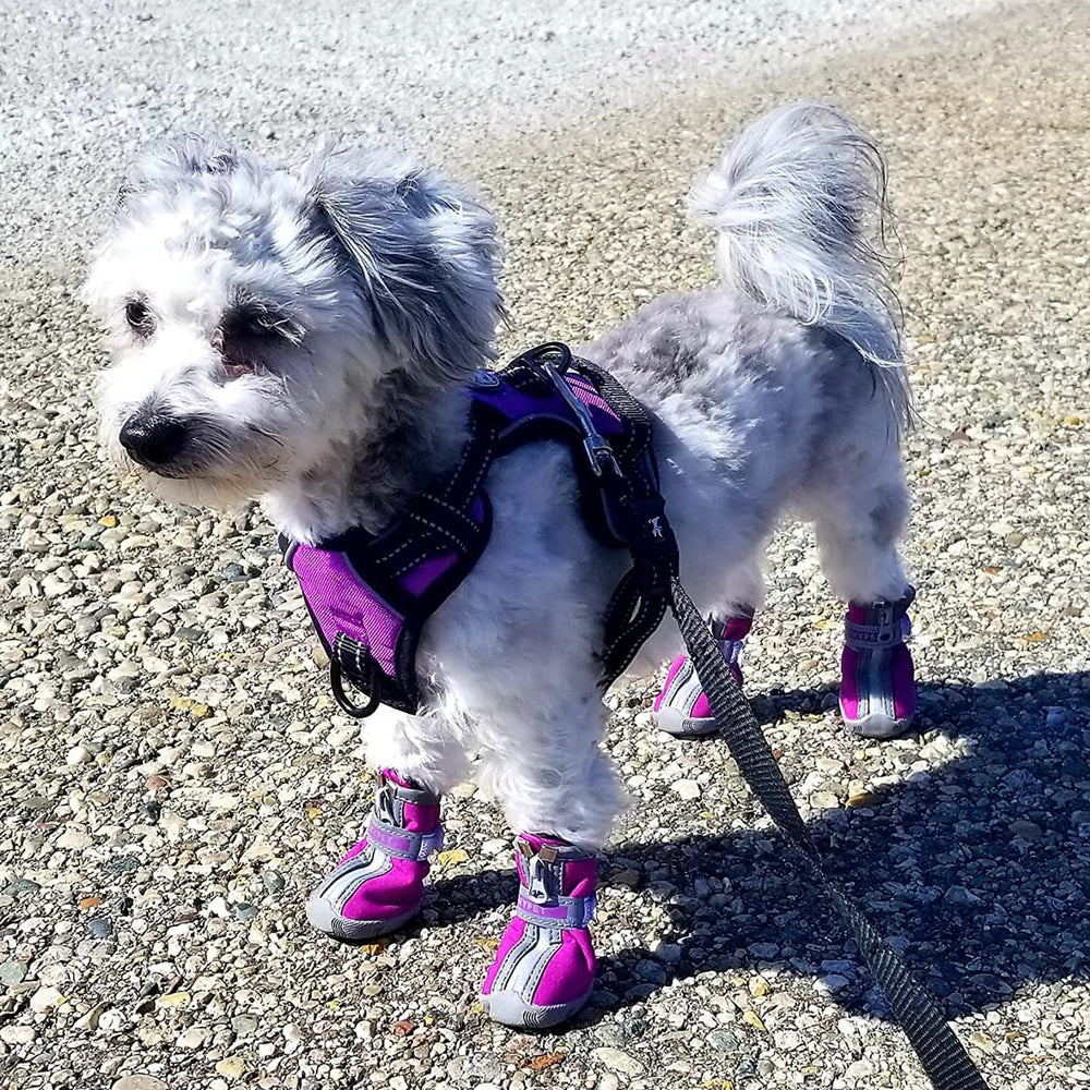QUMY zapato para perro pequeño aptos para senderismo y uso exterior.