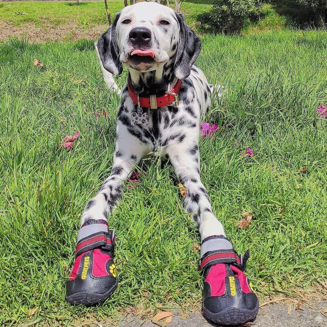 Zapatos QUMY para perros: protección frente a pavimento caliente y espinas durante caminatas.