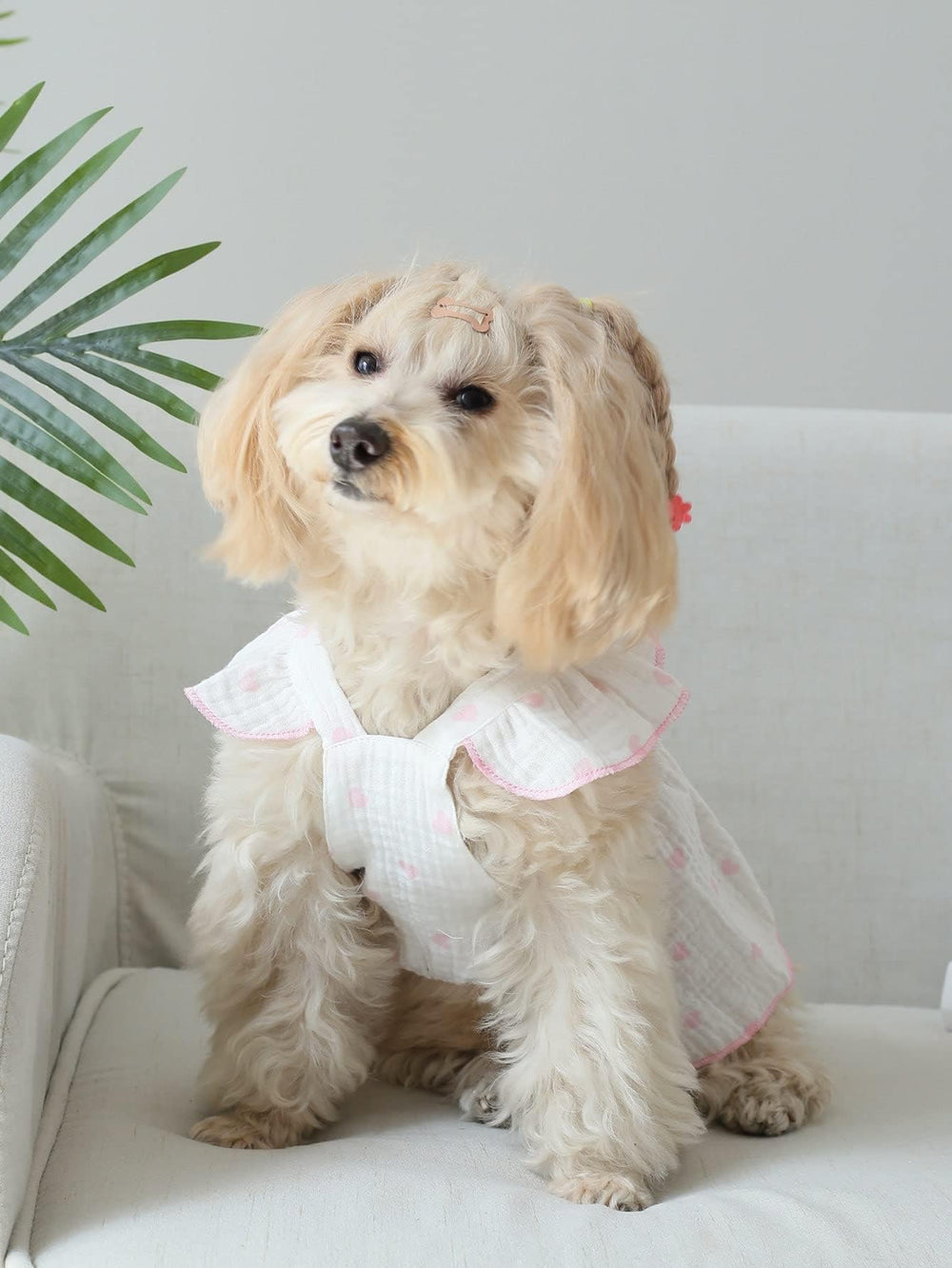 QWINEE conjunto multicolor para mascotas, ideal para salidas diarias.