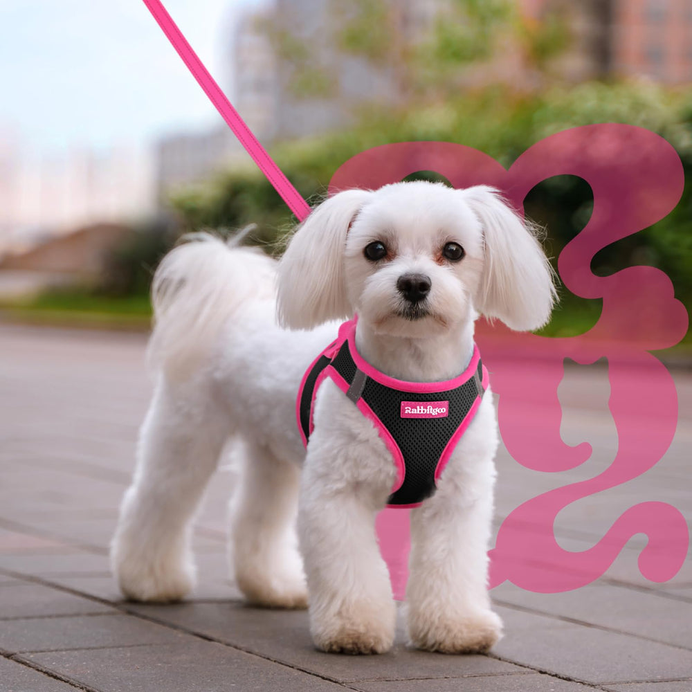 Diseño en negro y rosa Rabbitgoo, estilo moderno para paseos