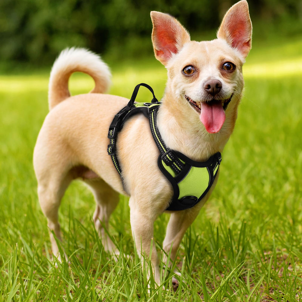 Arnés rabbitgoo ideal para paseos diarios y entrenamiento suave.
