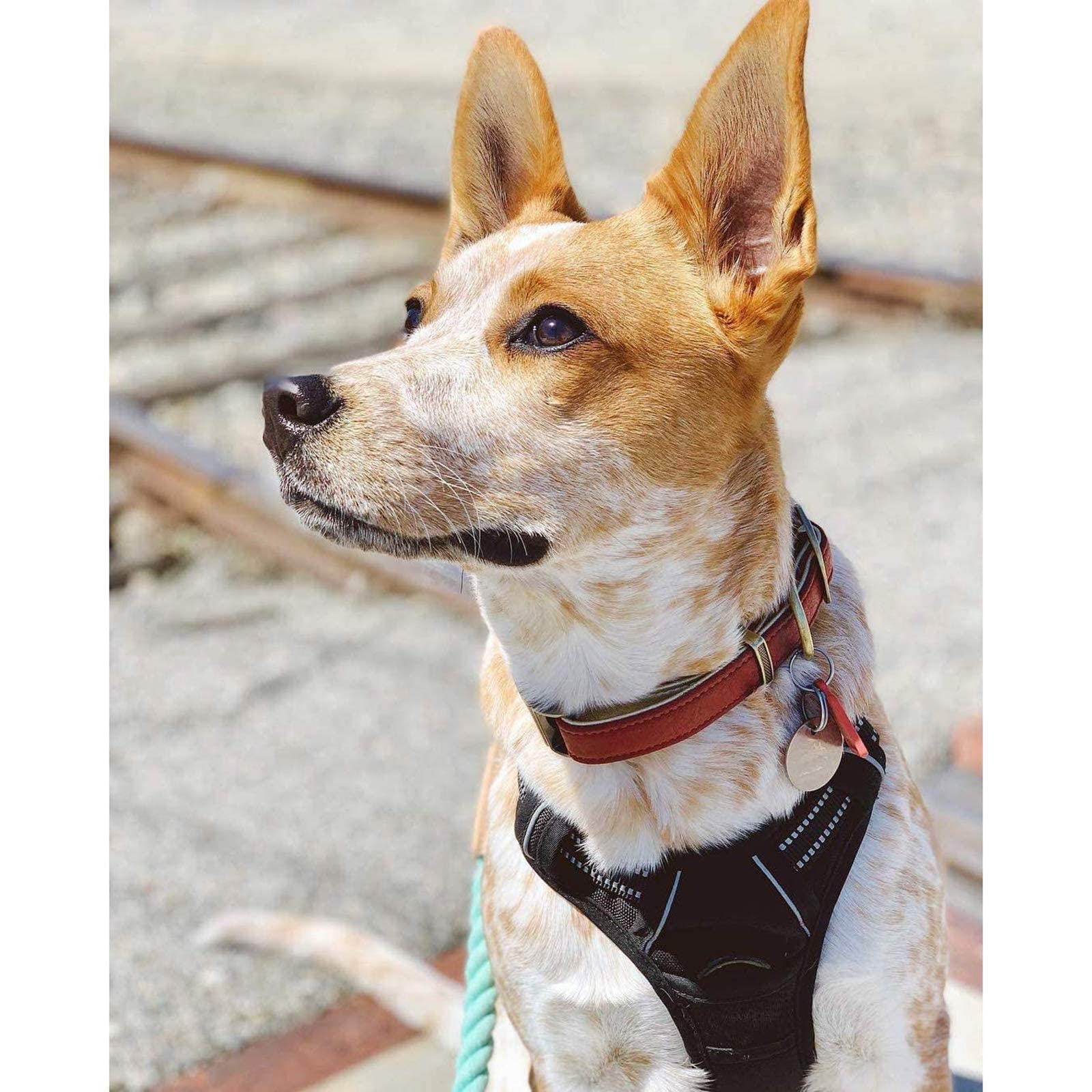 Arnés Rabbitgoo para perros medianos en paseos y entrenamientos
