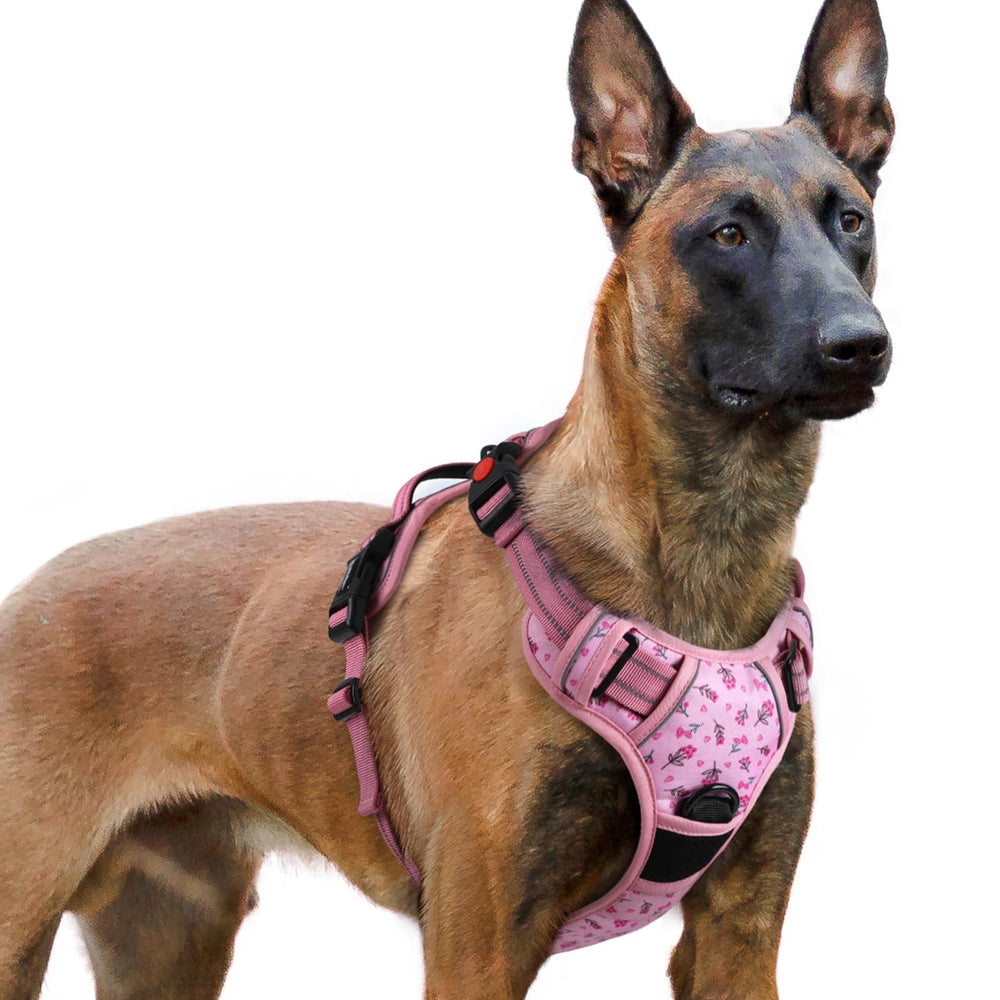 Rabbitgoo arnés para perro grande, frontal, comodidad y libertad de movimiento en paseos.