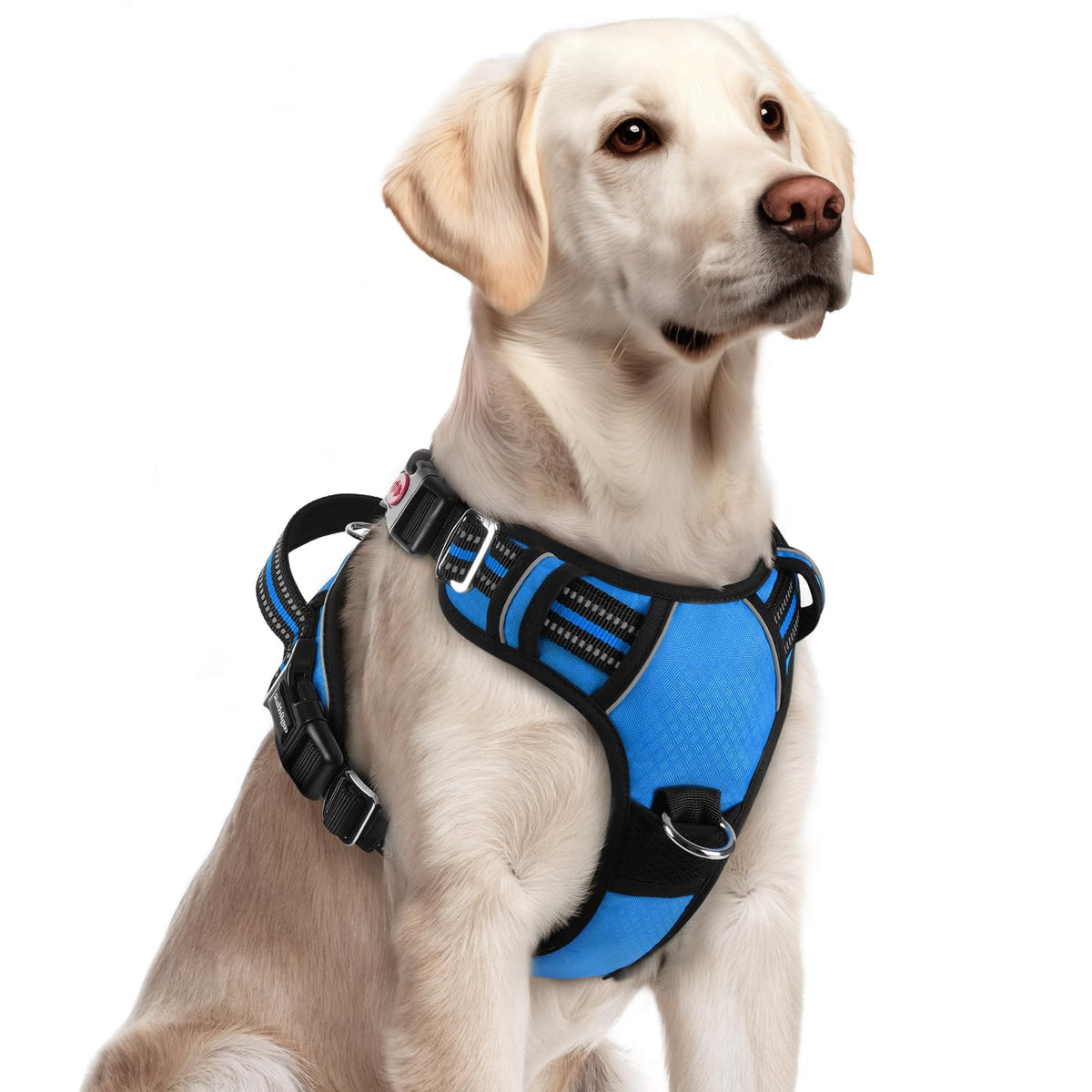 Arnés Rabbitgoo para perros grandes visto de frente, cómodo y seguro para paseos diarios.