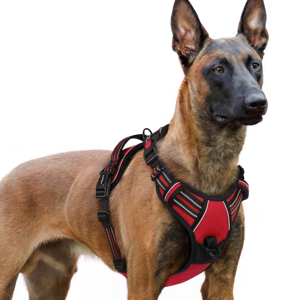 Arnés Rabbitgoo para perros grandes, sin tirones, con tres cierres para ajuste seguro.