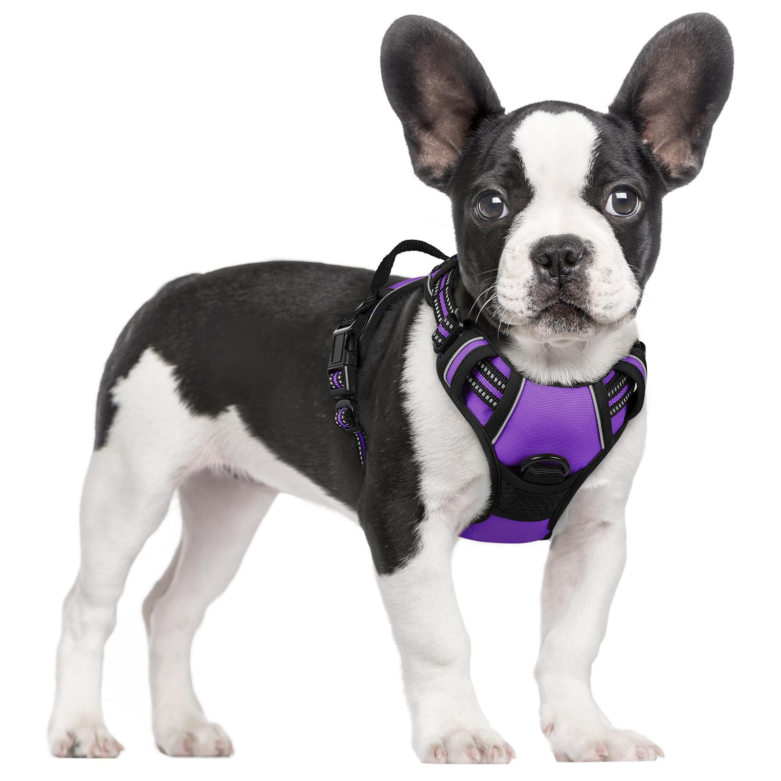 Arnés Rabbitgoo con diseño morado y no tiras, cómodo para paseos diarios