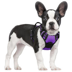 Arnés Rabbitgoo con diseño morado y no tiras, cómodo para paseos diarios