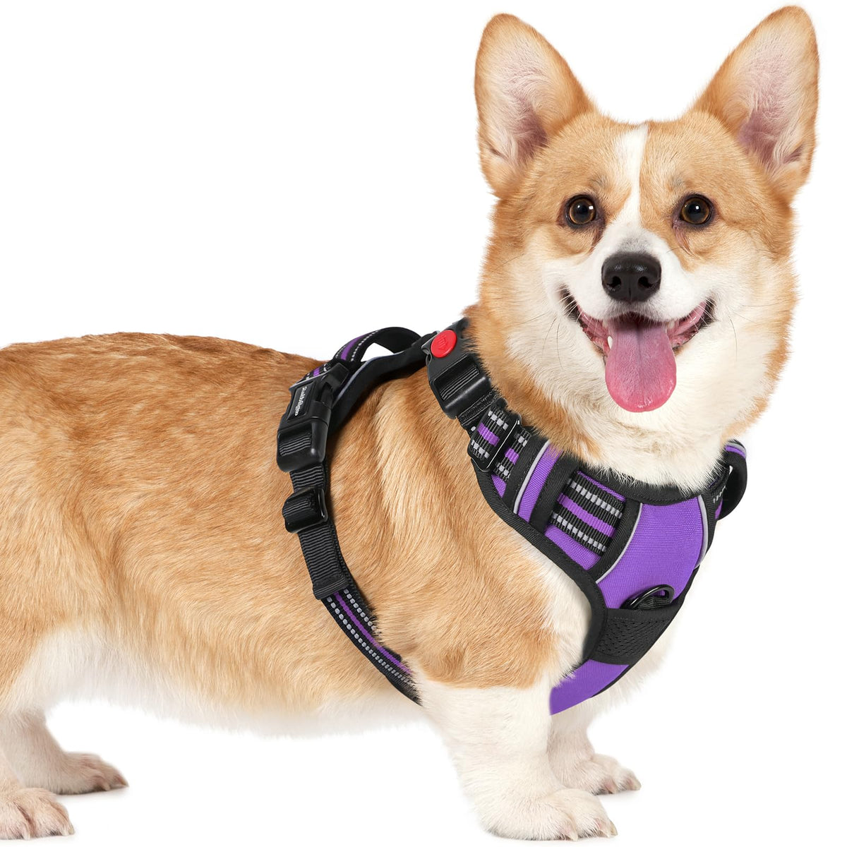 Arnés Rabbitgoo para perros pequeños con 3 hebillas: ajuste cómodo.