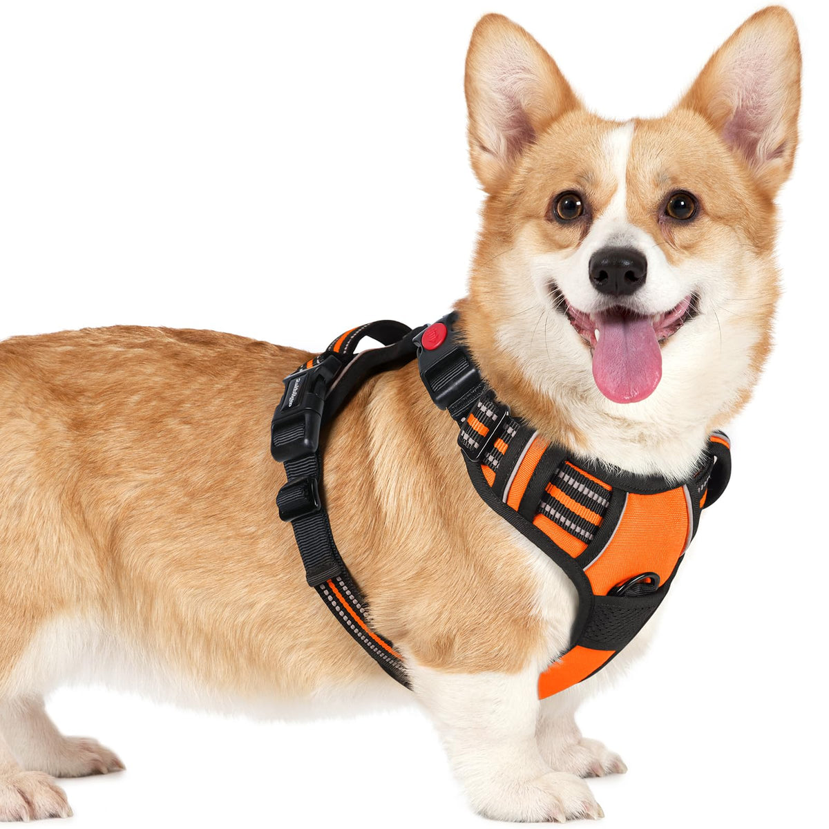Arnés Rabbitgoo para perro pequeño con ajuste de cuatro cintas para comodidad en crecimiento