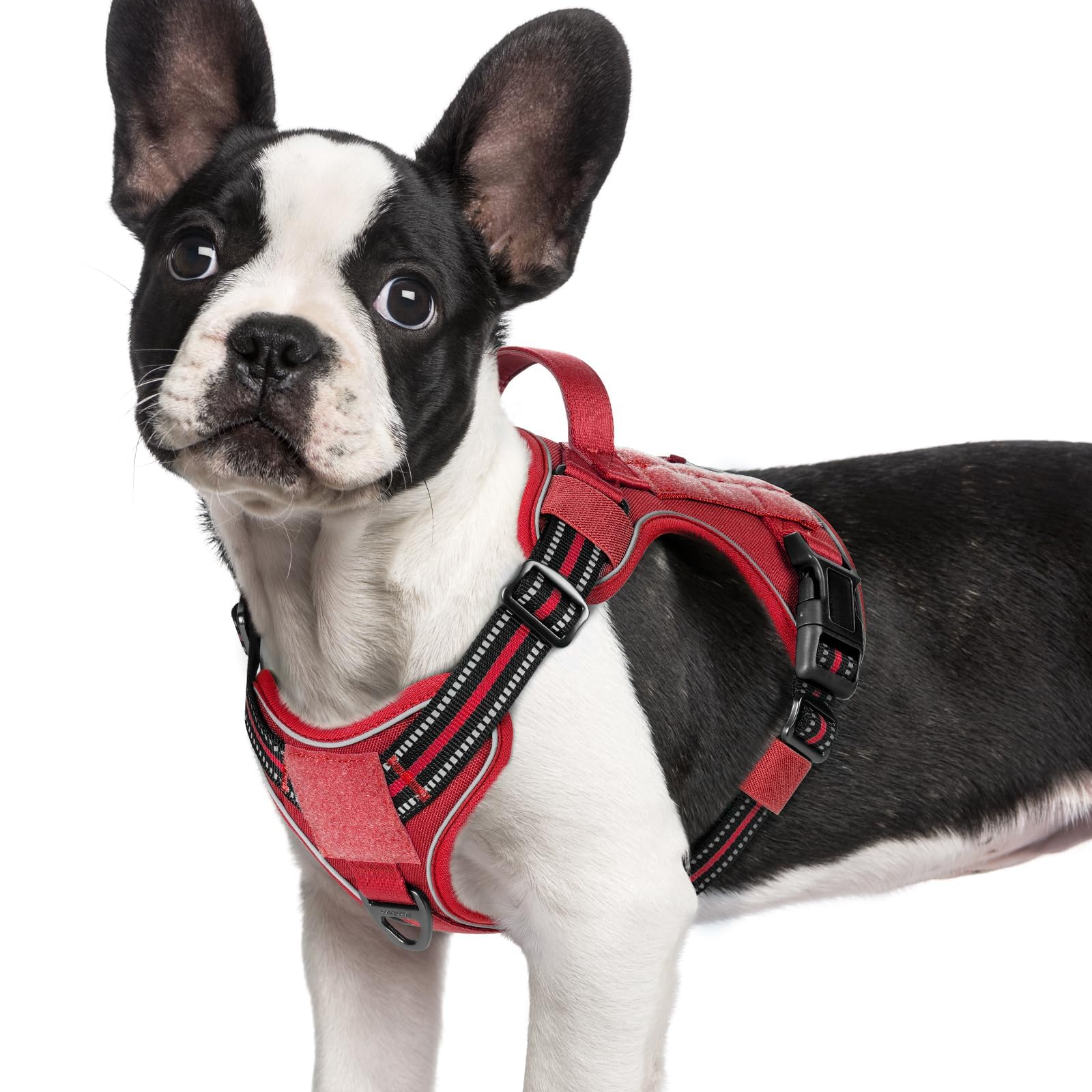 Arnés Rabbitgoo con MOLLE en vista general, ideal para paseos y almacenamiento de accesorios.