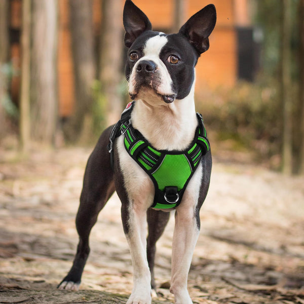 Arnés Rabbitgoo talla pequeña: ajuste flexible para perros pequeños