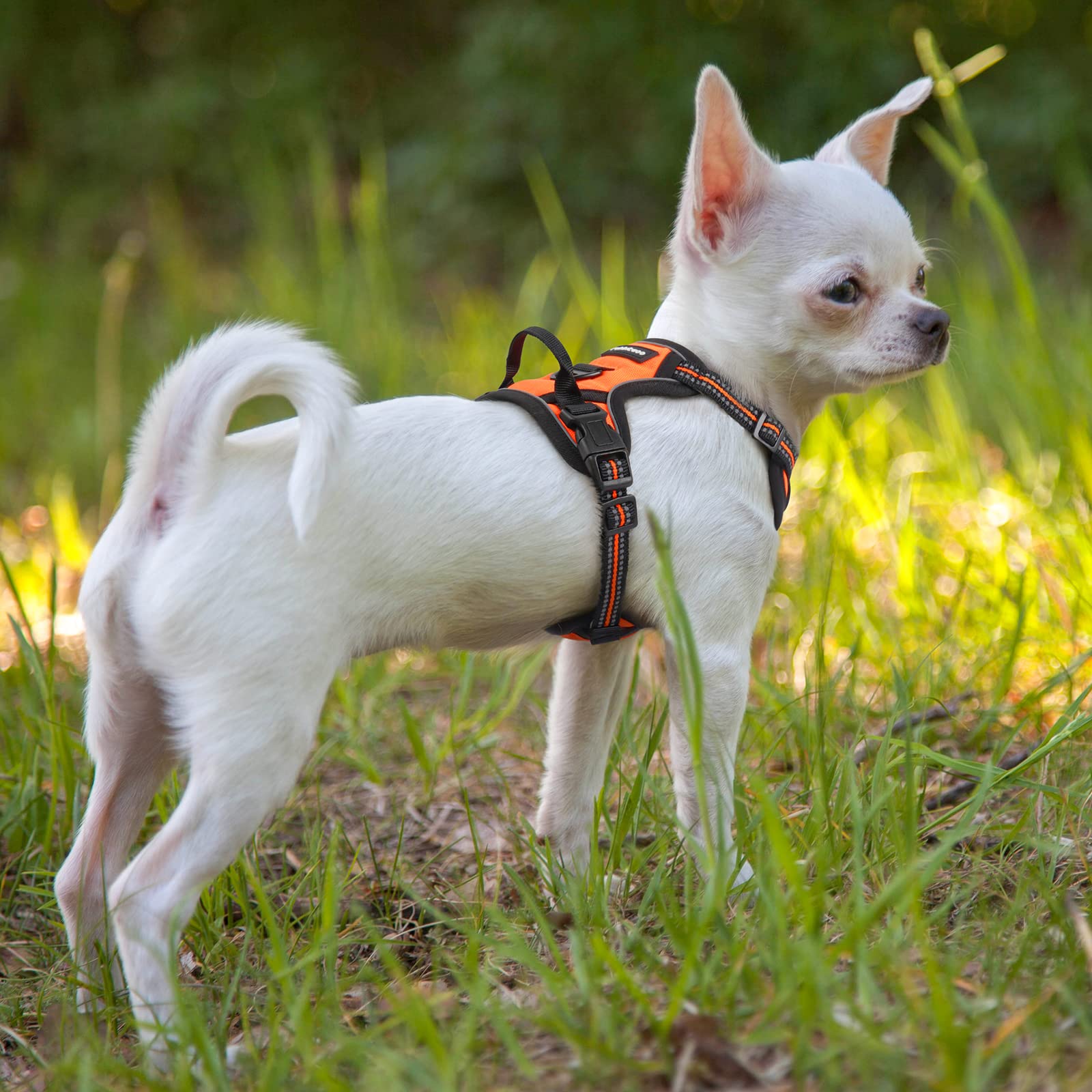 Arnés Rabbitgoo talla XS para perros pequeños como chihuahua o pomerania.