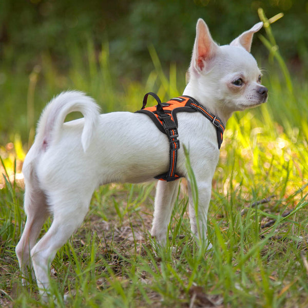 Arnés Rabbitgoo talla XS para perros pequeños como chihuahua o pomerania.