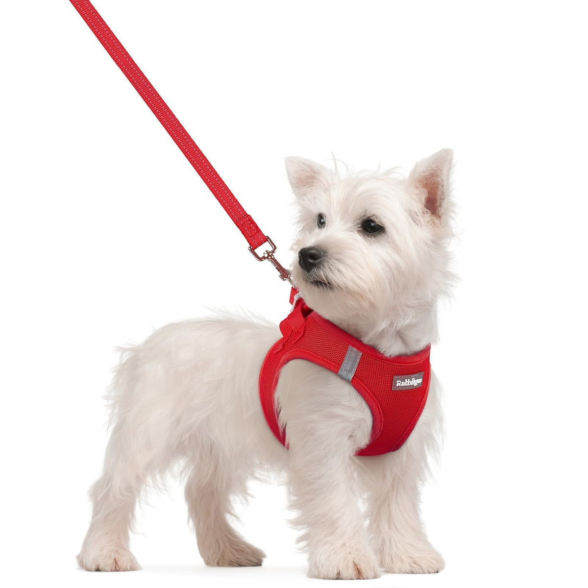 Arnés Rabbitgoo para perro talla S con malla aireada para mayor comodidad.