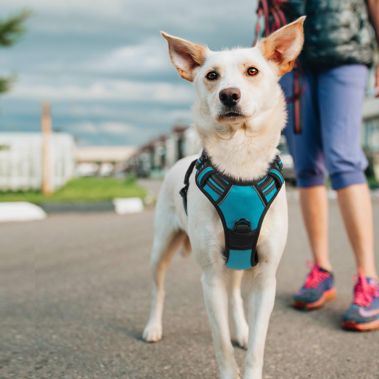 Arnés Rabbitgoo para perros de razas grandes, soporte cómodo y estable.
