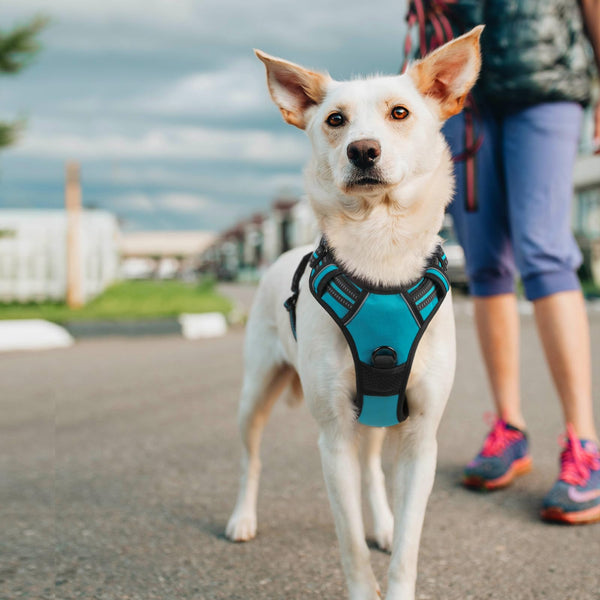 Arnés Rabbitgoo para perros de razas grandes, soporte cómodo y estable.