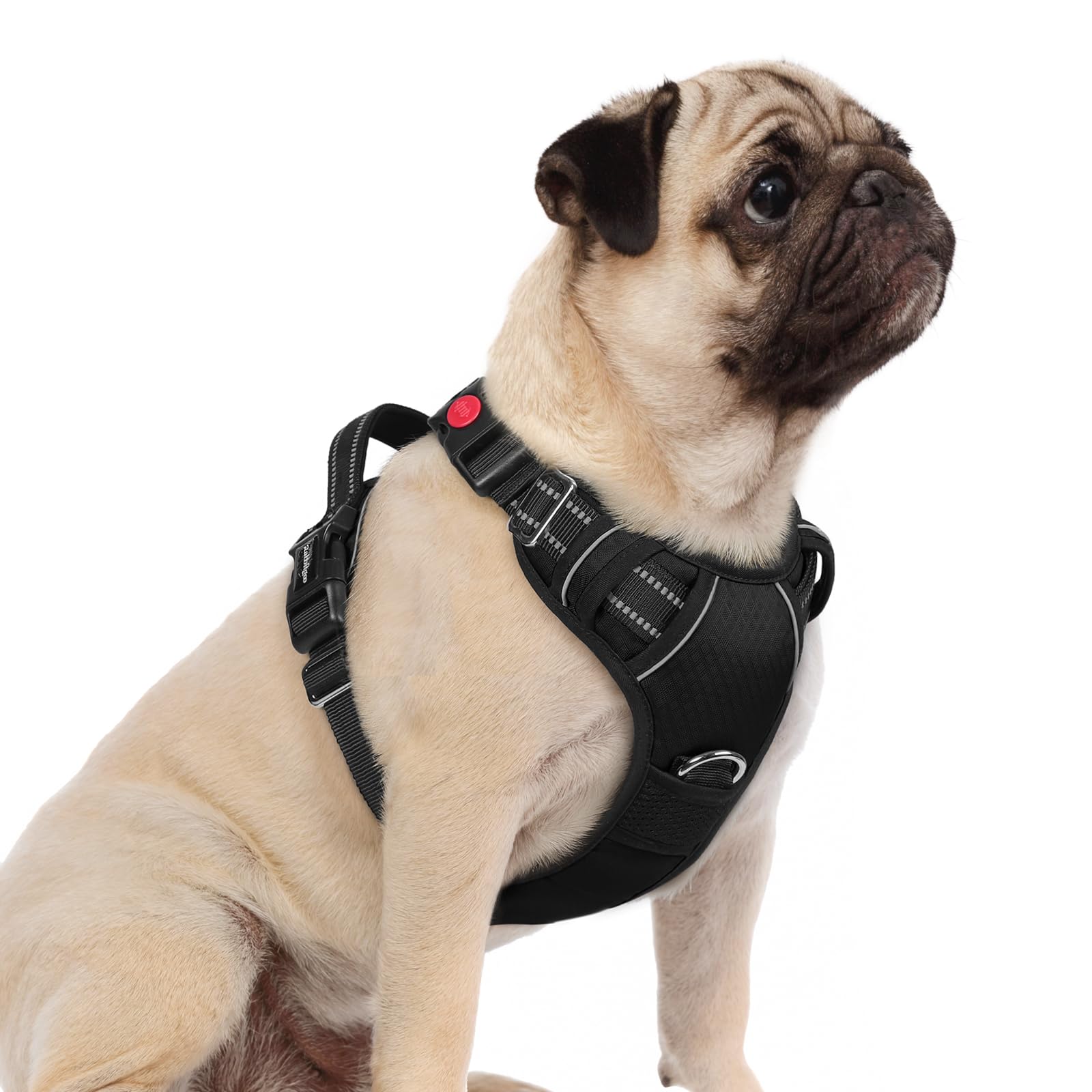 Arnés Rabbitgoo con tres hebillas para ajuste rápido en perros pequeños.