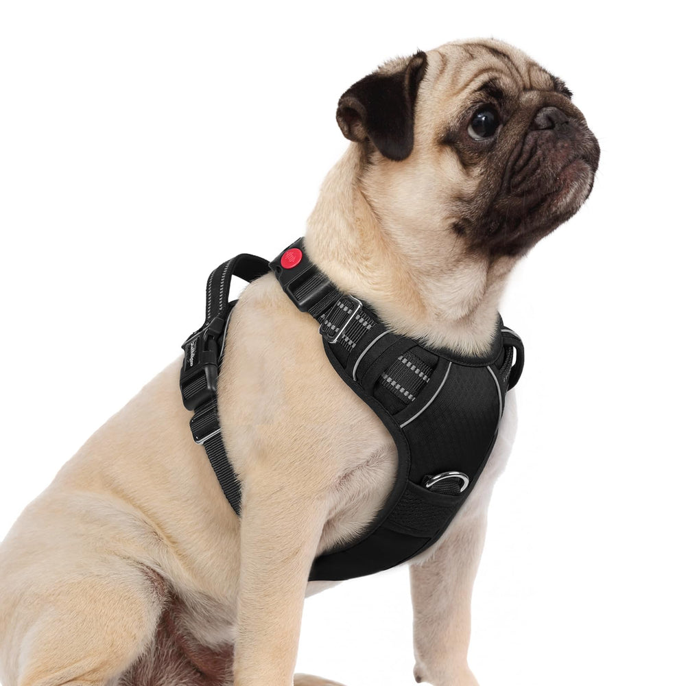 Arnés Rabbitgoo con tres hebillas para ajuste rápido en perros pequeños.