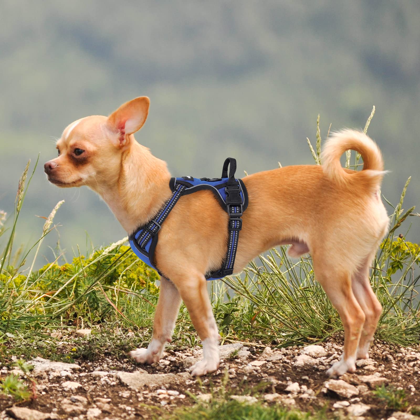 Arnés Rabbitgoo para uso diario en perros pequeños color azul.