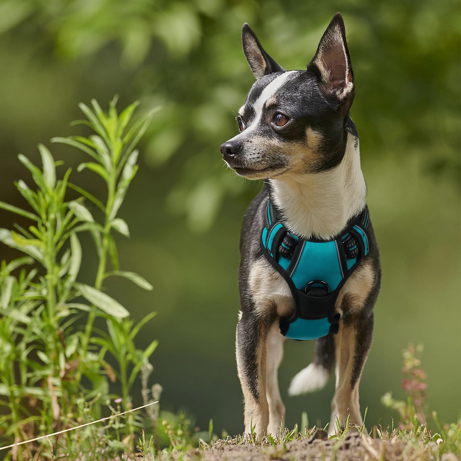 Arnés Rabbitgoo ventilación con malla para perro fresco.